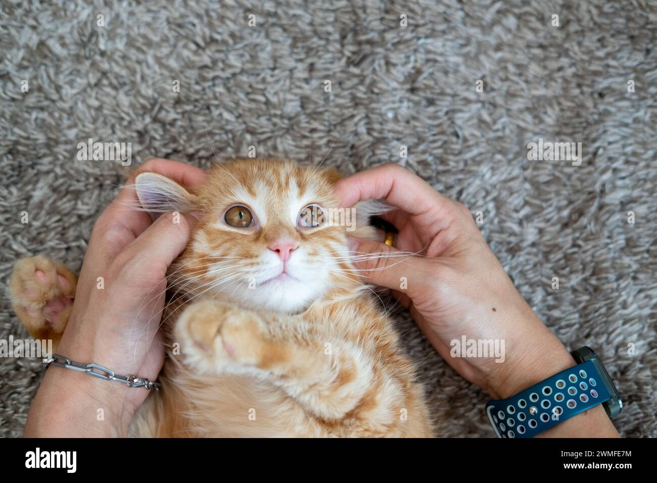 Mani femminili che giocano con un gattino arancione Foto Stock