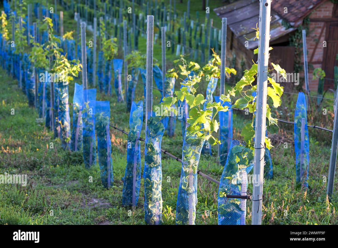 Piante giovani in vigna - viti in foglio protettivo alla luce della sera. Foto Stock