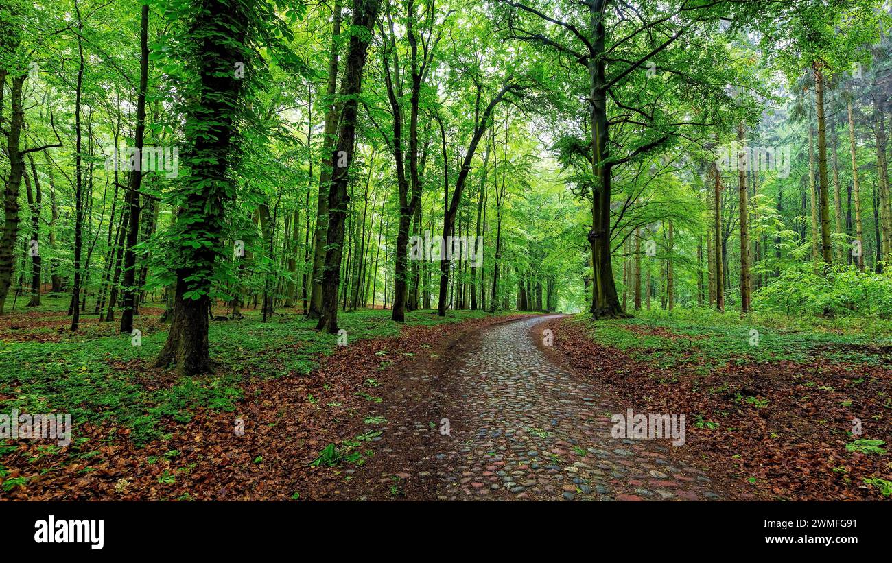 Cammina nella foresta di inizio estate del Ruegen Foto Stock