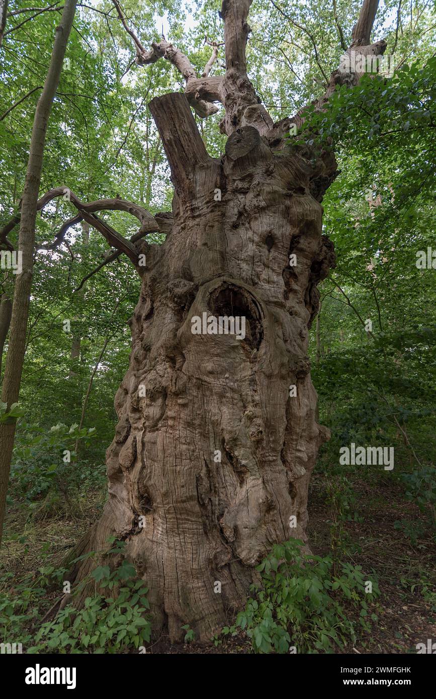 Quercia morta (Quercus), 400 anni, 7,4 m di circonferenza, situata in una foresta mista, Meclemburgo-Pomerania Occidentale, Germania Foto Stock