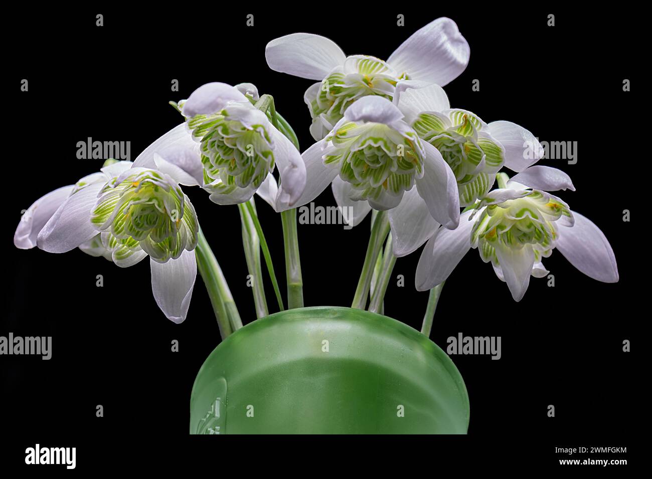 Doppie gocce di neve (Galanthus nivalis) in vaso verde su sfondo scuro, Baviera, Germania Foto Stock