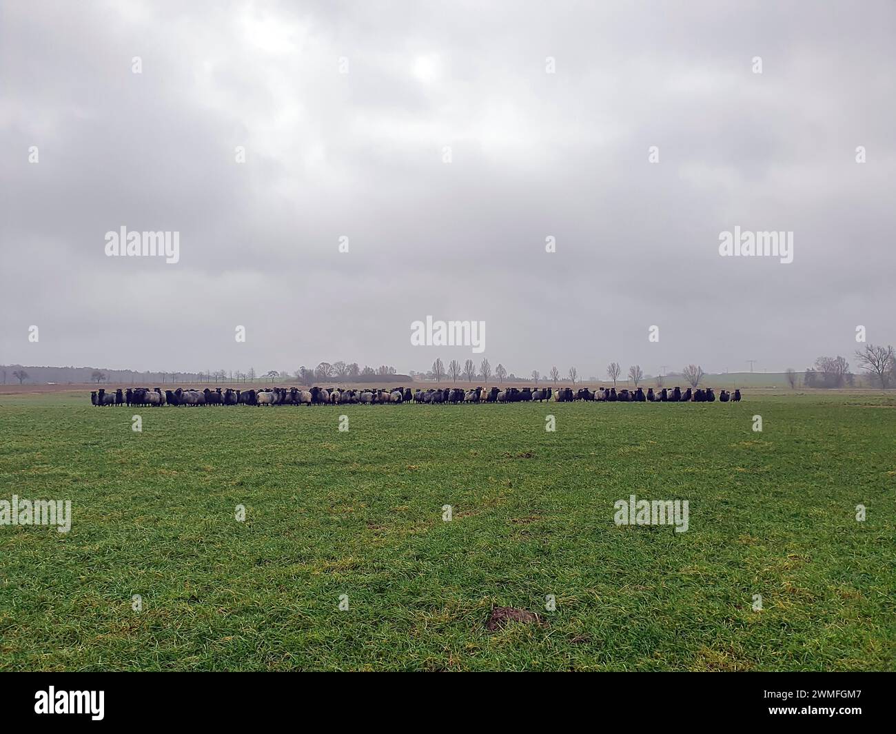 Pecore dalla testa nera al pascolo, Meclemburgo-Pomerania occidentale, Germania Foto Stock
