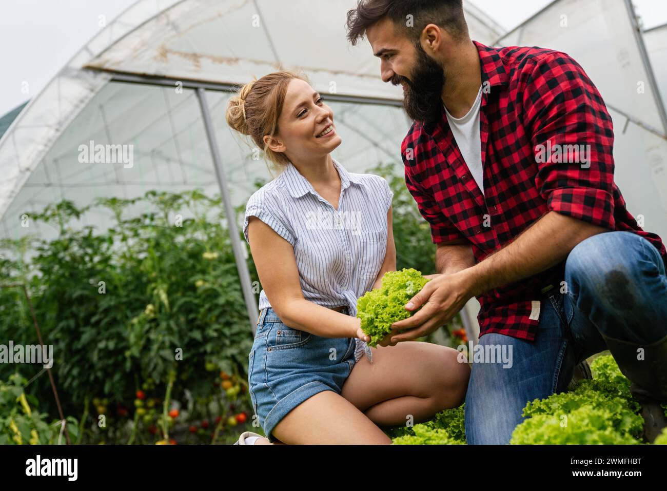 Una felice coppia di agricoltori biologici che raccolgono ortaggi in serra da vendere ai negozi locali. Foto Stock