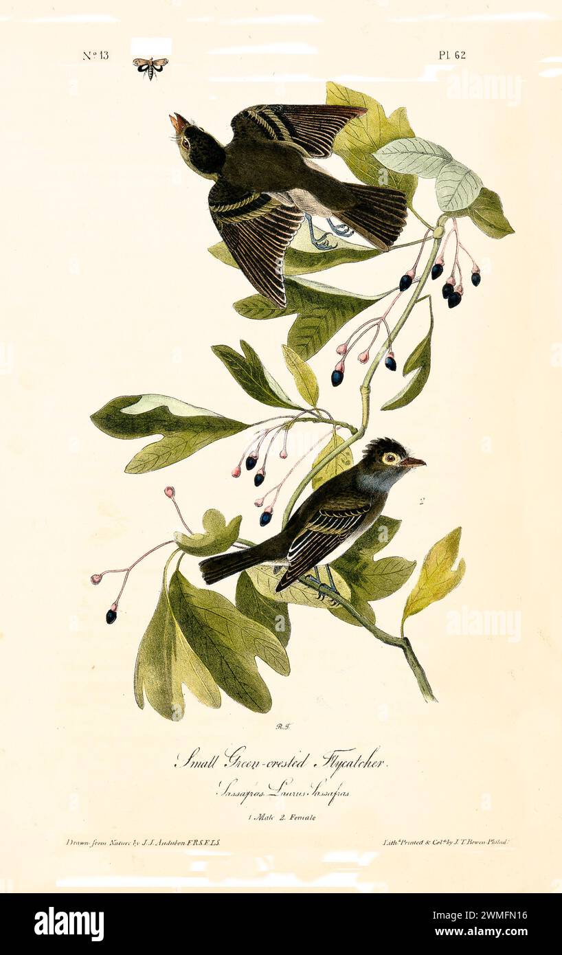 Flycatcher riccamente dettagliati e colorati con stemmi verdi su un ramo di sassafras. Di J.J. Audubon: Birds of America, 1840 Foto Stock