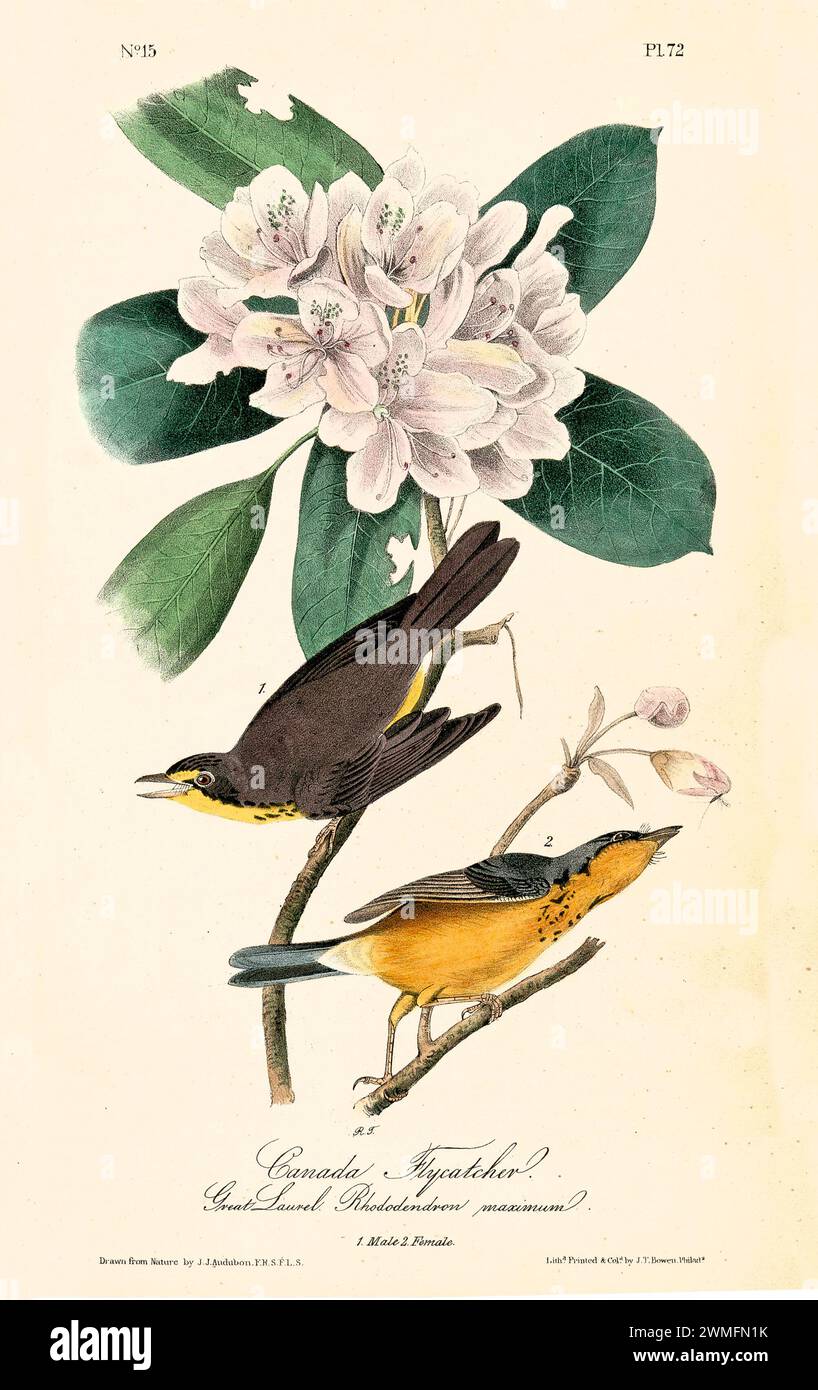 Vecchia illustrazione incisa del flycatcher canadese (Cardellina canadensis). Creato da J.J. Audubon: Birds of America, Philadelphia, 1840. Foto Stock