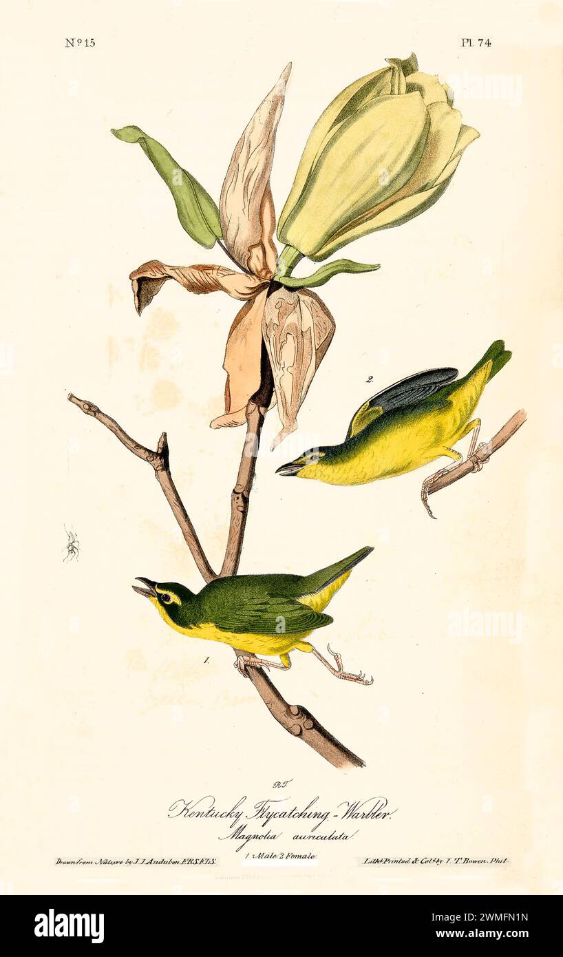 Kentucky Flycatching Warbler con Magnolia auriculata, in uno stile raffinato e iper-dettagliato. Di J.J. Audubon: Birds of America, 1840 Foto Stock