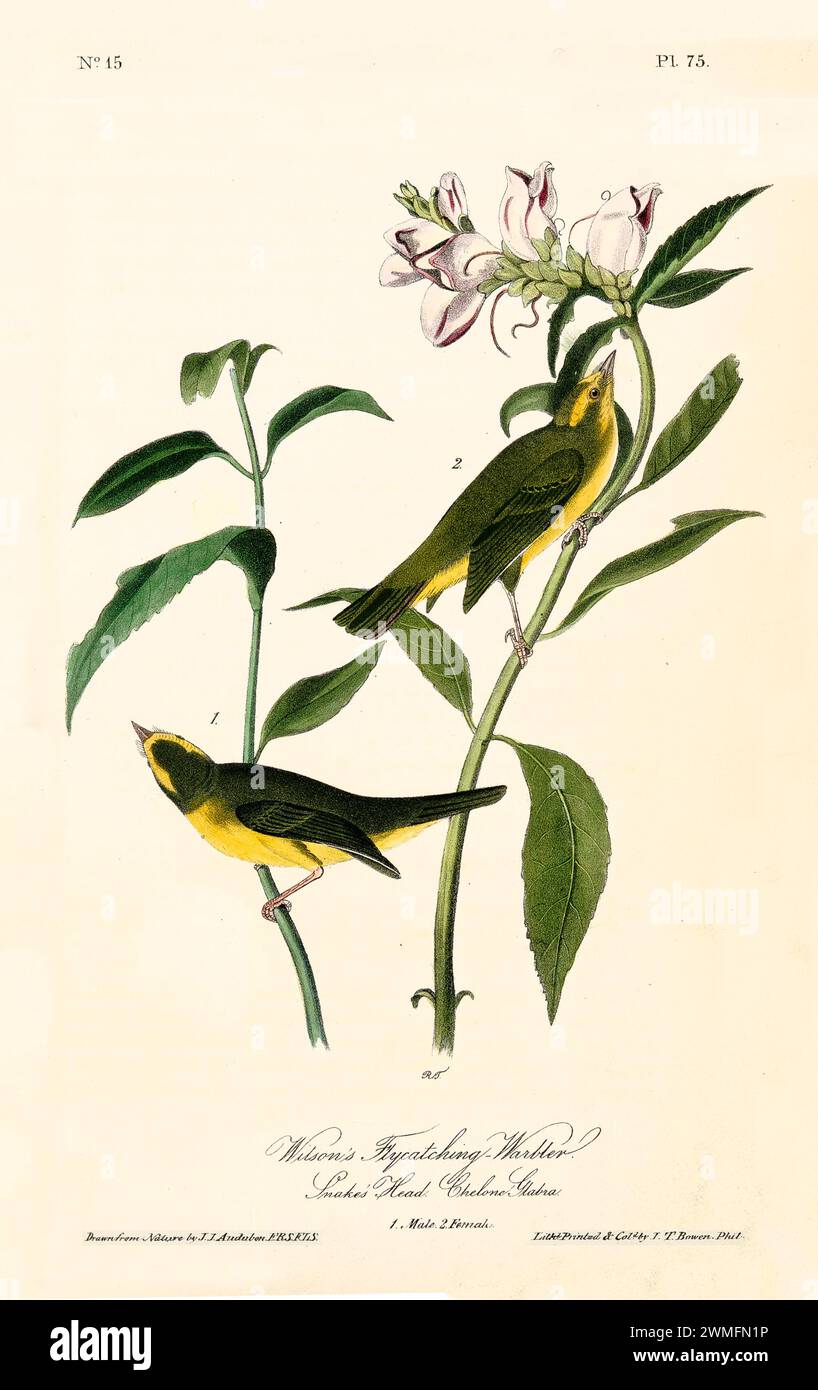 Il Flycatching Warbler di Wilson sulla testa di Snake (Chelone glabra), in un'illustrazione raffinata e iper-dettagliata. Di J.J. Audubon: Birds of America, 1840 Foto Stock