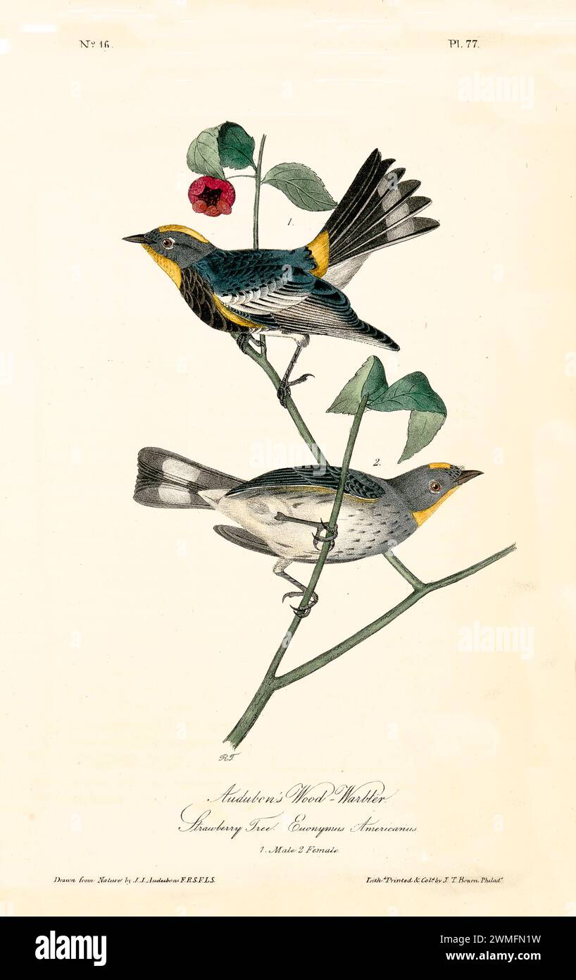 Audubon's Wood-Warbler on Strawberry Tree (Euonymus americanus), disegnato con uno stile raffinato e iper-dettagliato. Di J.J. Audubon: Birds of America, 1840 Foto Stock