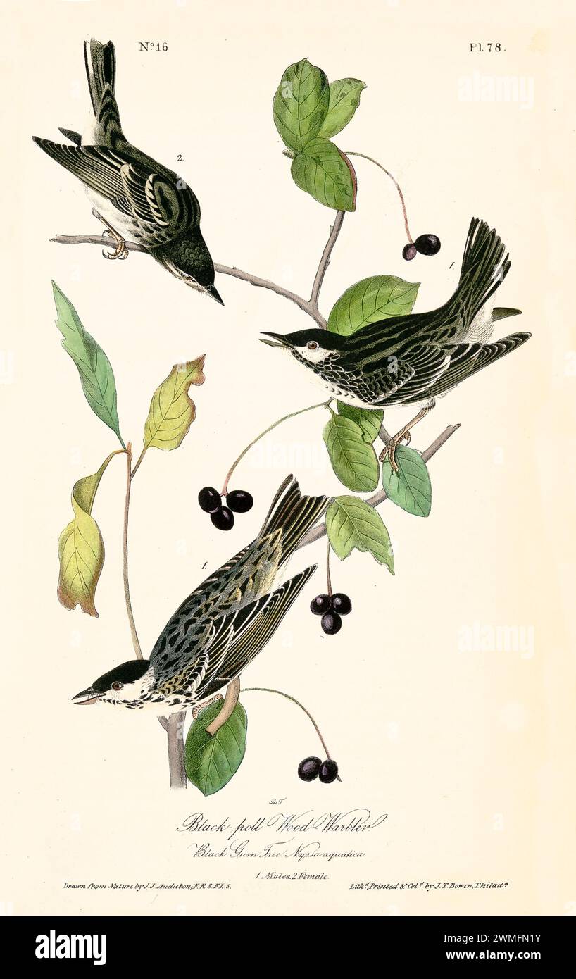 Black-poll Wood-Warbler con Black Gum Tree (Nyssa aquatica), in un'illustrazione raffinata e iper-dettagliata. Di J.J. Audubon: Birds of America, 1840 Foto Stock