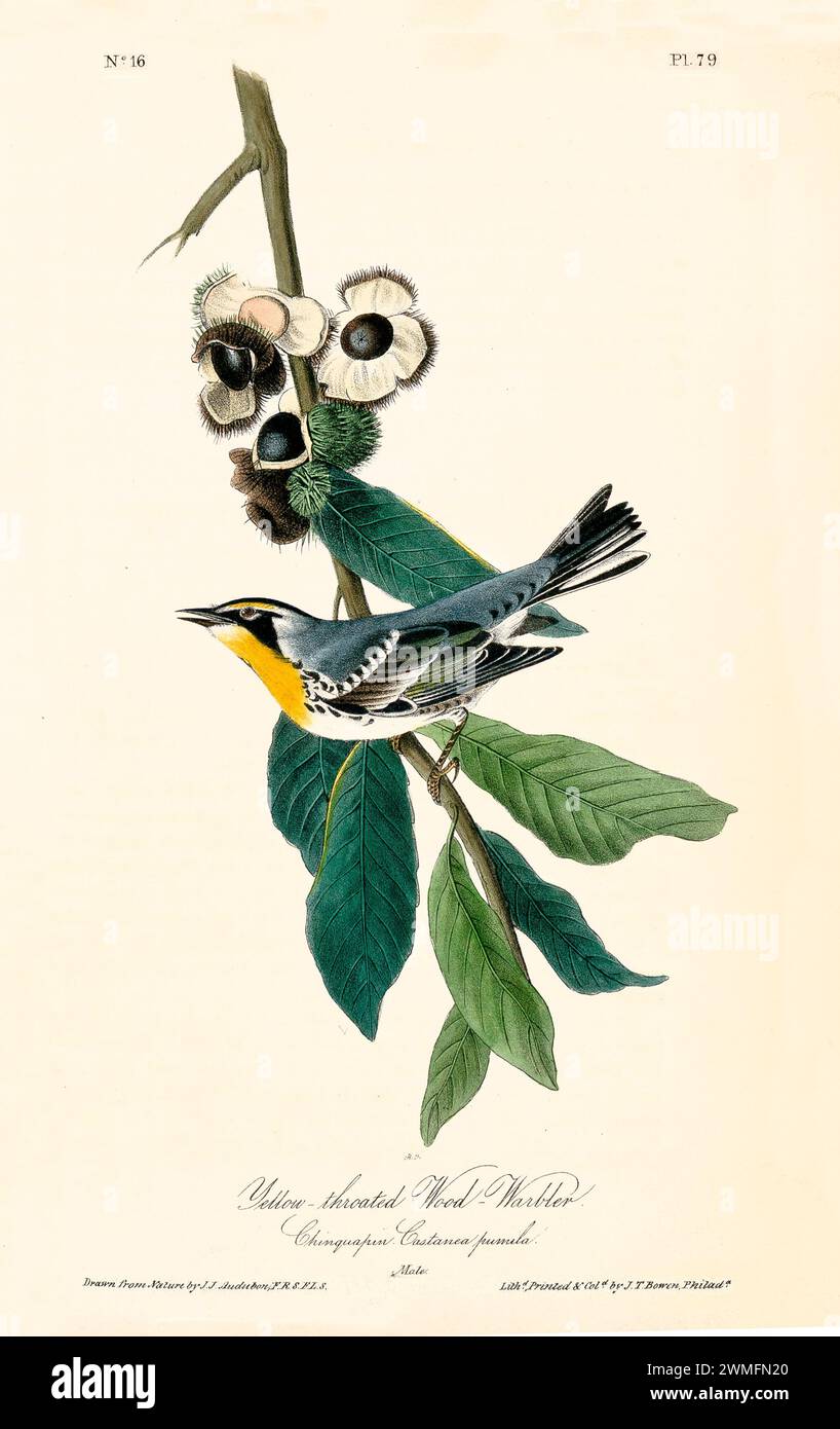 Warbler in legno dalla gola gialla su Chinquapin (Castanea pumila), in un'illustrazione raffinata e iper-dettagliata. Di J.J. Audubon: Birds of America, 1840 Foto Stock