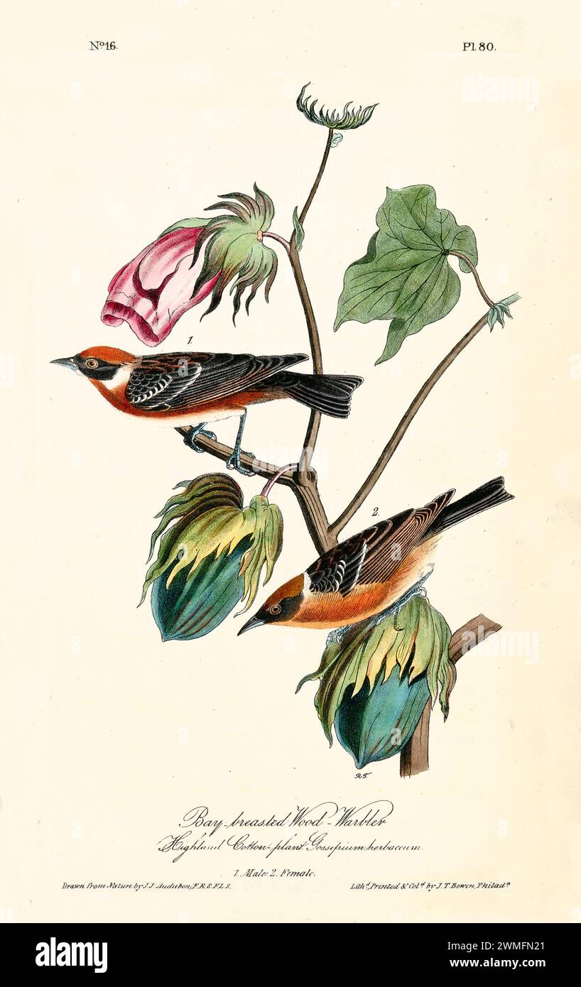 Parrucchiere in legno con petto di petto con pianta di cotone delle Highland (Gossypium herbaceum), raffinata e iper-dettagliata. Di J.J. Audubon: Birds of America, 1840 Foto Stock
