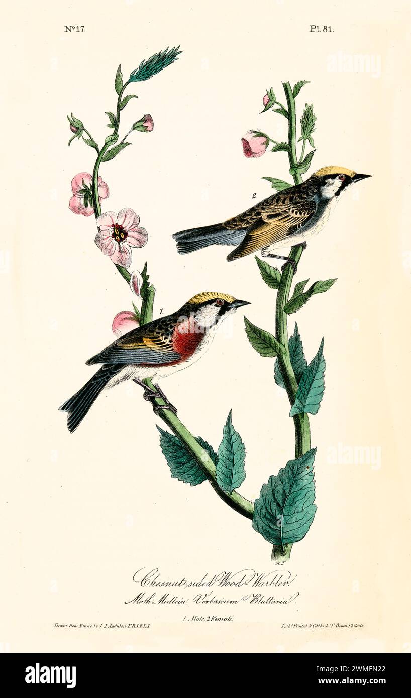 Parrucchiere in legno con lati di castagno su Moth Mullein (Verbascum blattaria), in un'illustrazione raffinata e iper-dettagliata. Di J.J. Audubon: Birds of America, 1840 Foto Stock