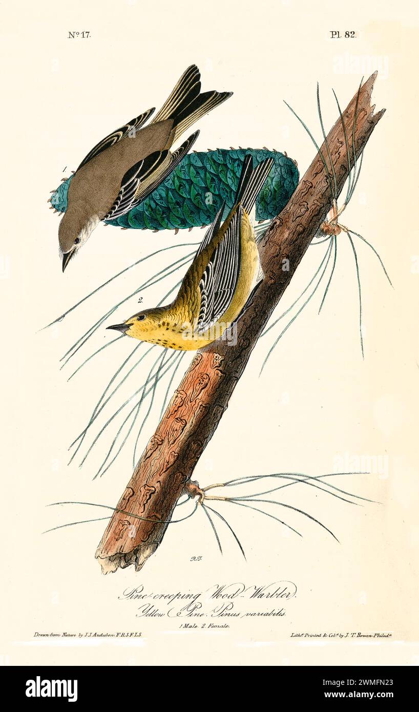 Parrucchiere in legno con pino giallo (Pinus variabilis), in un'illustrazione raffinata e iper-dettagliata. Di J.J. Audubon: Birds of America, 1840 Foto Stock