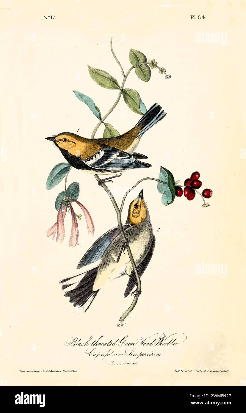 Warbler in legno verde con gola nera su Cuprifolium sempervirens, in uno stile raffinato e iper-dettagliato. Di J.J. Audubon: Birds of America, 1840 Foto Stock