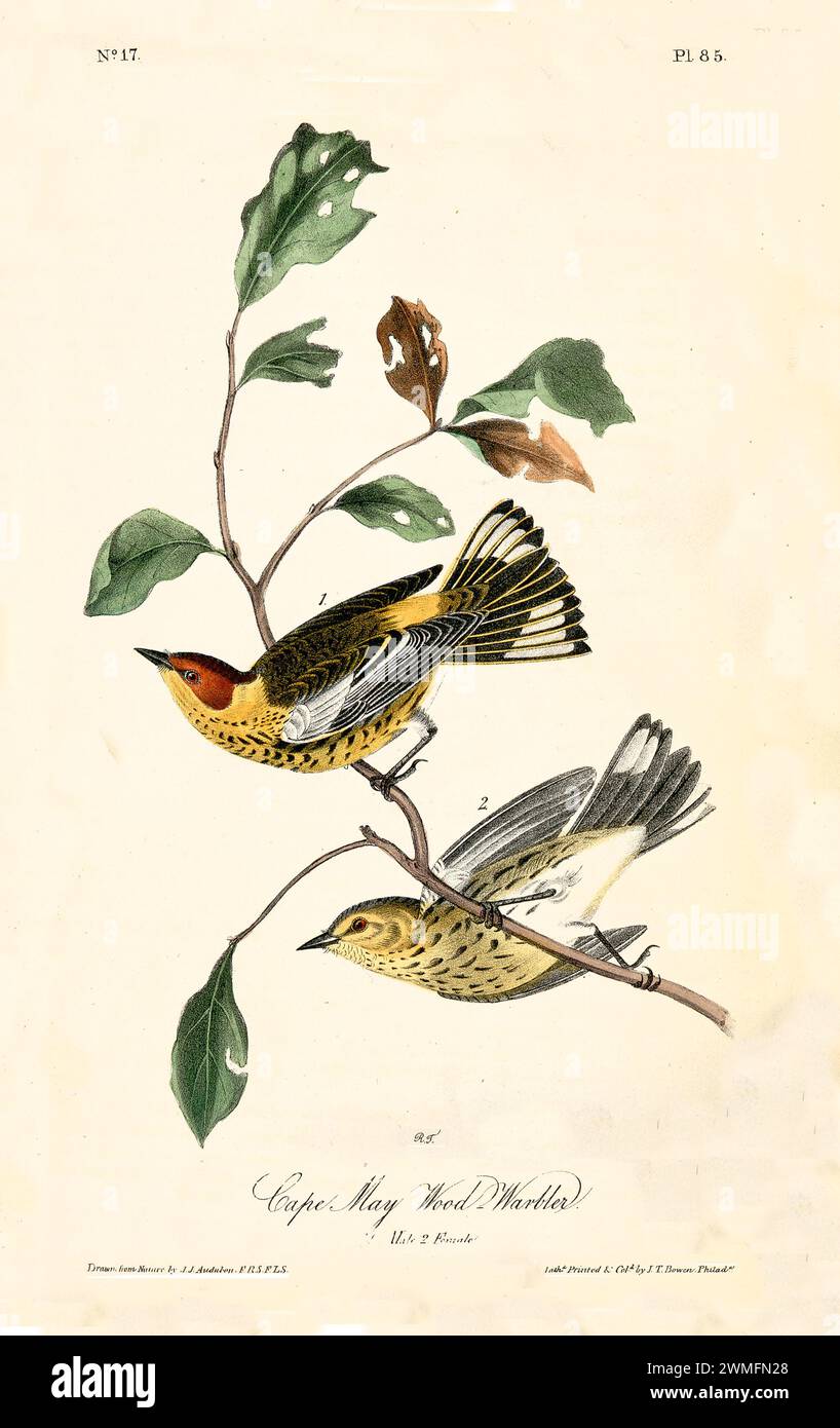 Cape May Wood-Warbler, maschio e femmina, arroccato nel fogliame, in un'illustrazione raffinata e iper-dettagliata. Di J.J. Audubon: Birds of America, 1840 Foto Stock