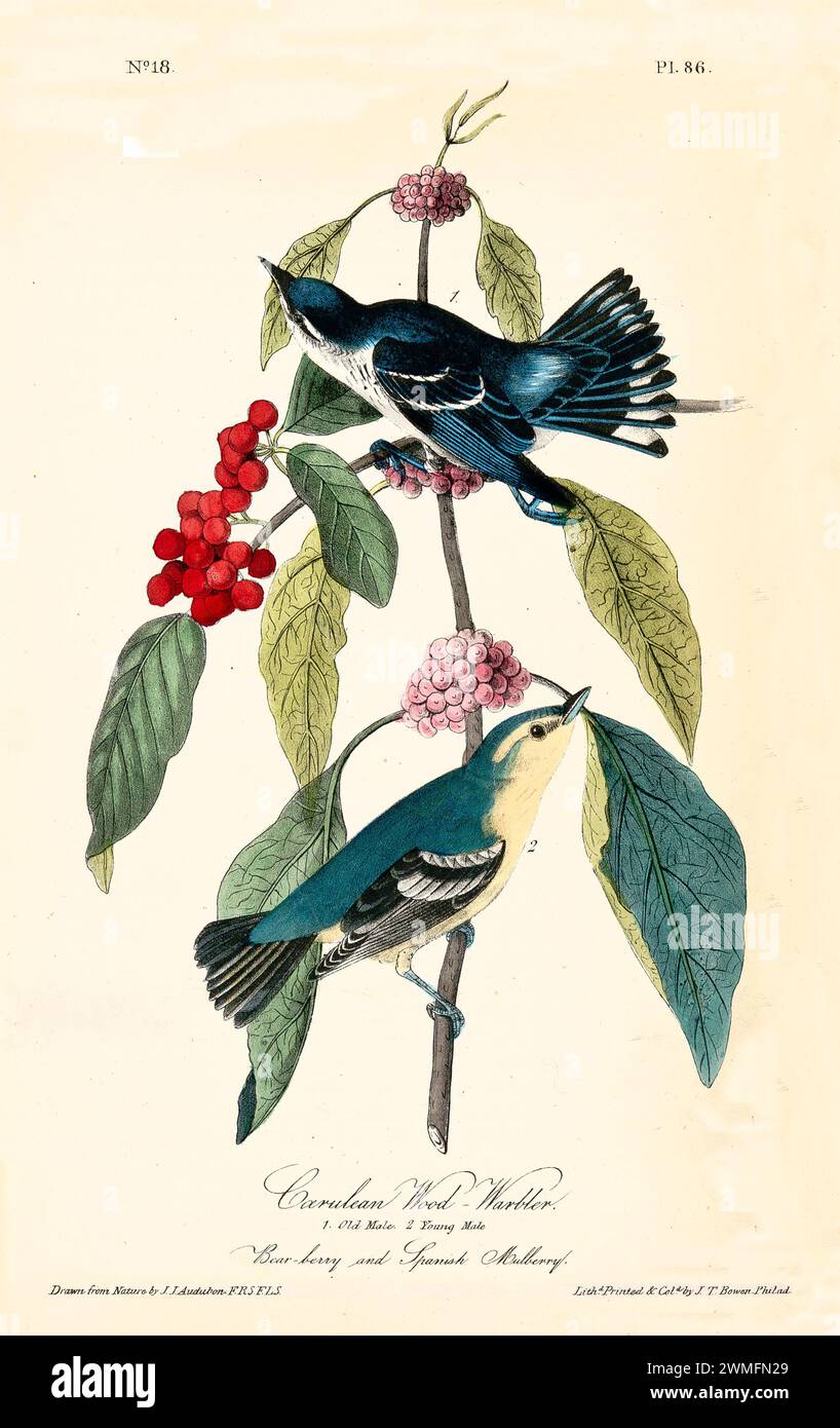 Cerulean Wood-Warbler con orso e gelso spagnolo, in uno stile raffinato e iper-dettagliato. Di J.J. Audubon: Birds of America, 1840 Foto Stock