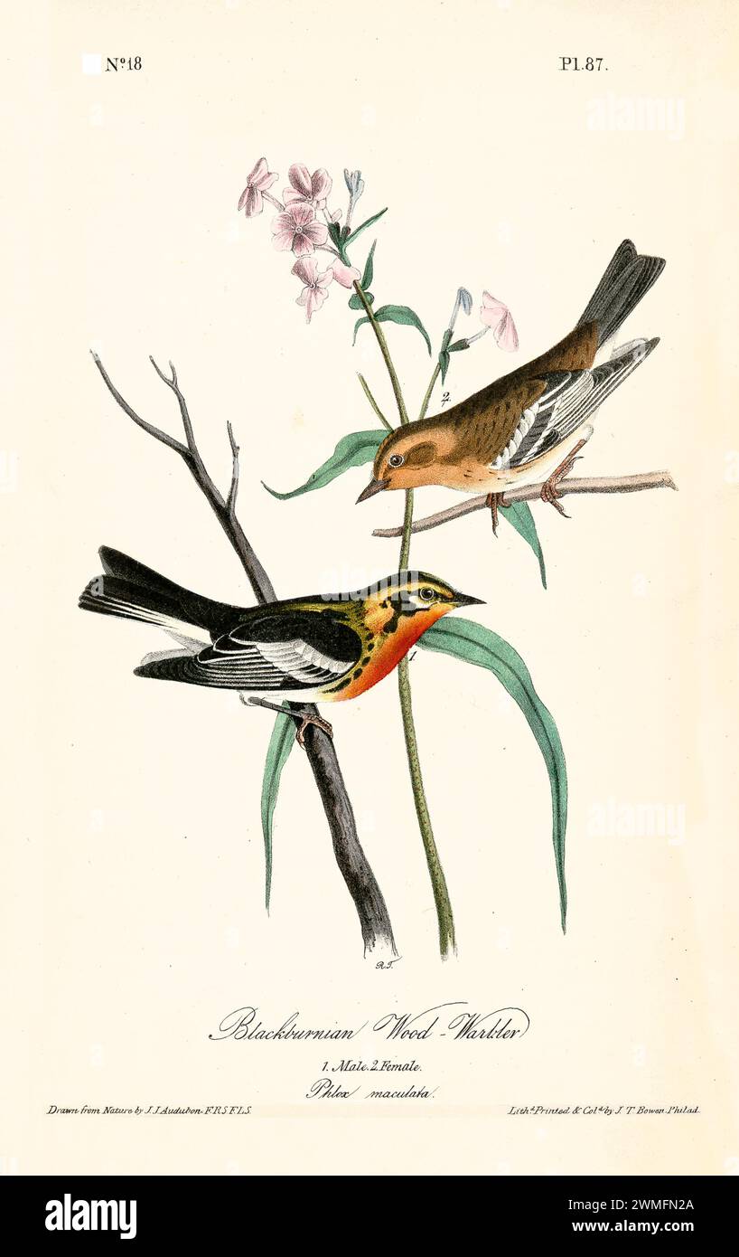 Blackburnian Wood-Warbler con Phlox maculata, vividamente posto in un'illustrazione raffinata e iper-dettagliata. Di J.J. Audubon: Birds of America, 1840 Foto Stock