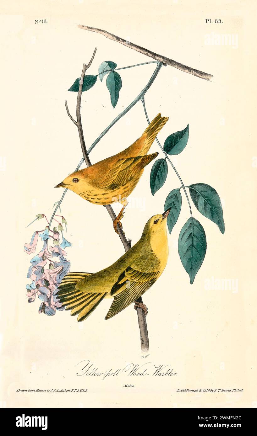 Yellow-poll Wood-Warbler, due maschi arroccati vicino a delicate fioriture, in uno stile raffinato e iper-dettagliato. Di J.J. Audubon: Birds of America, 1840 Foto Stock