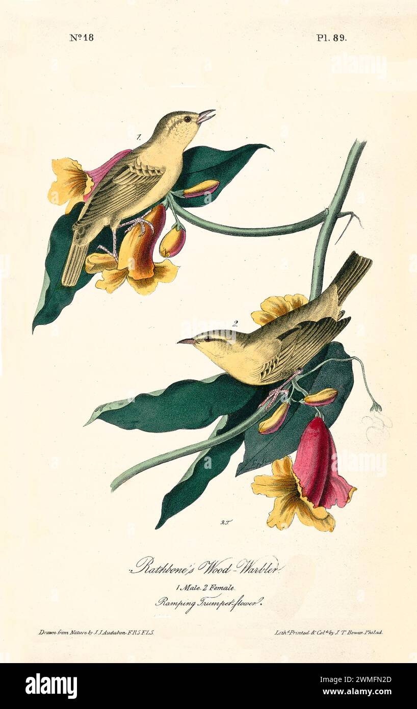 Rathbone's Wood-Warbler con Ramping Trumpet-Flower, in una composizione raffinata e iper-dettagliata. Di J.J. Audubon: Birds of America, 1840 Foto Stock