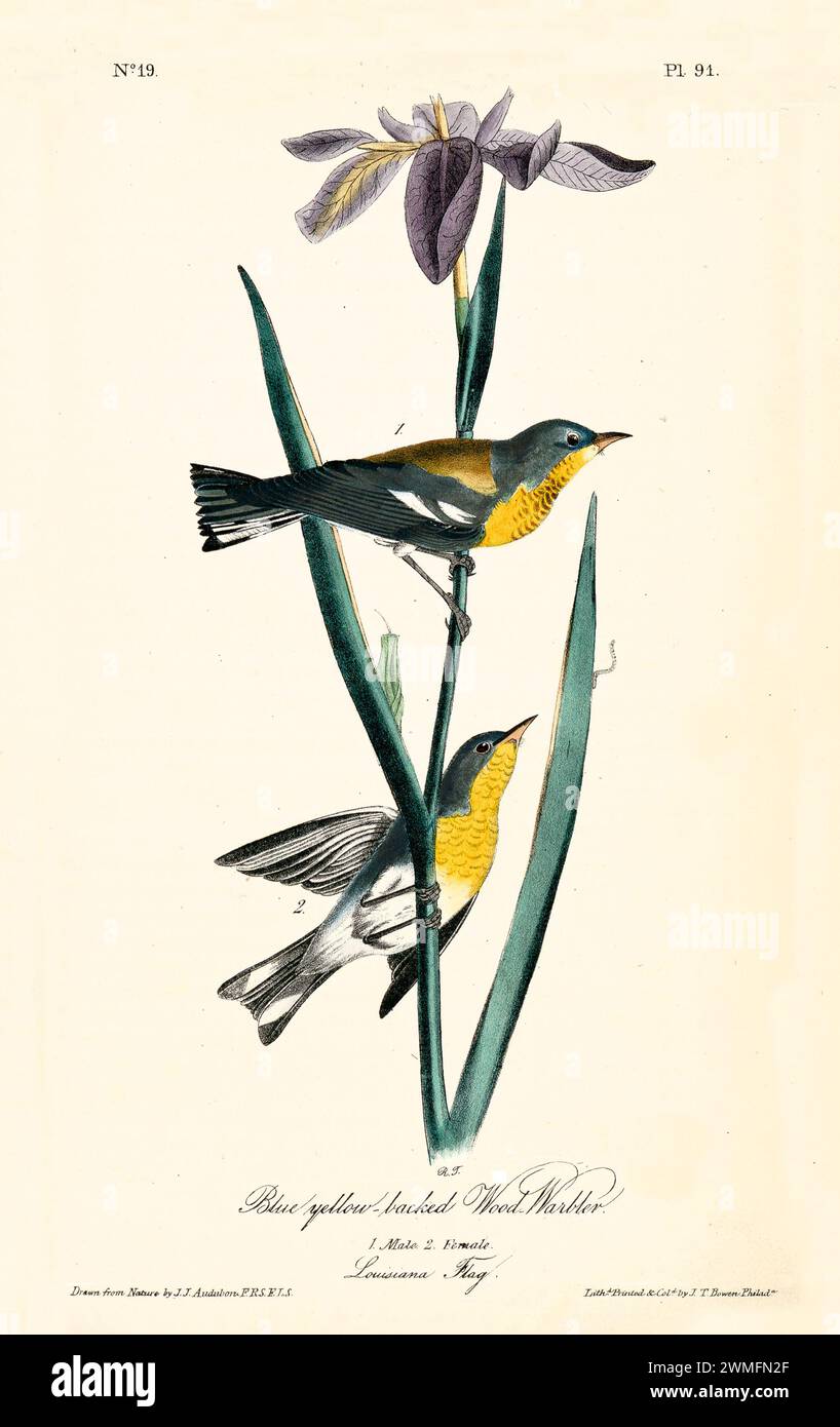 Warbler in legno con fondo giallo blu e bandiera della Louisiana, in un'illustrazione raffinata e iper-dettagliata. Di J.J. Audubon: Birds of America, 1840 Foto Stock