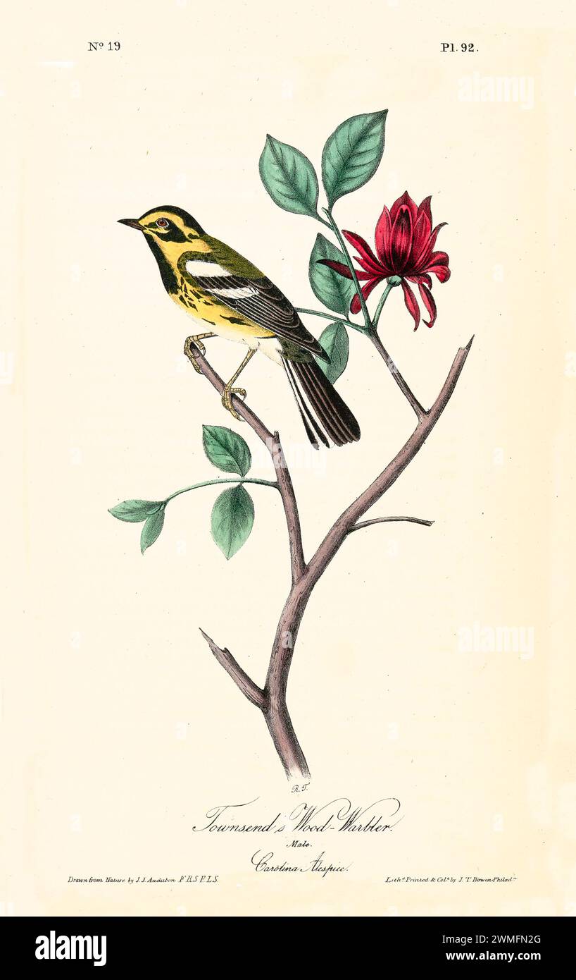 Townsend's Wood-Warbler con allspezia Carolina, in un'illustrazione raffinata e iper-dettagliata. Di J.J. Audubon: Birds of America, 1840 Foto Stock