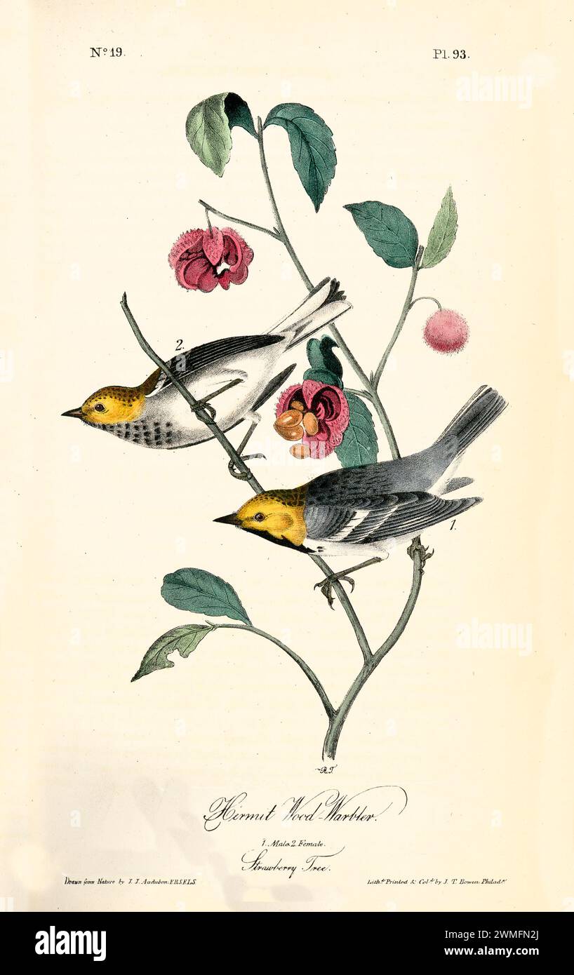 Hermit Wood-Warbler con Strawberry Tree, in un'illustrazione naturalistica raffinata e iper-dettagliata. Di J.J. Audubon: Birds of America, 1840 Foto Stock