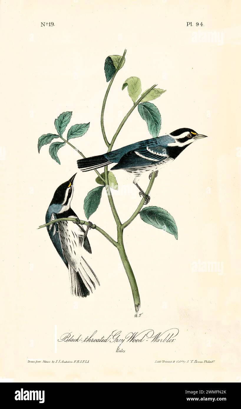 Warbler in legno grigio dalla gola nera, due maschi tra steli frondosi, in uno stile raffinato e iper-dettagliato. Di J.J. Audubon: Birds of America, 1840 Foto Stock