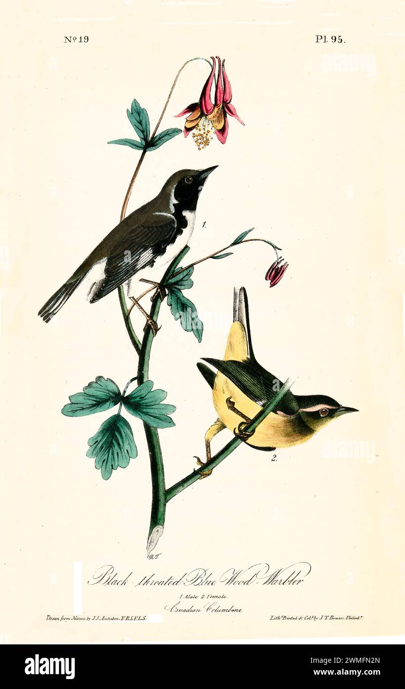 Warbler in legno blu dalla gola nera con Columbine canadese, in uno stile raffinato e iper-dettagliato. Di J.J. Audubon: Birds of America, 1840 Foto Stock