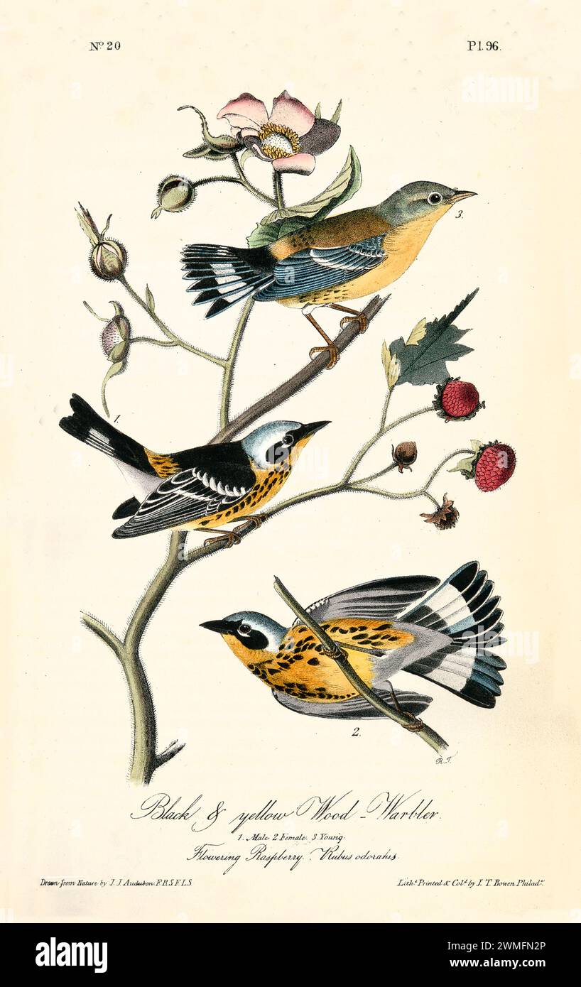 Warbler in legno nero e giallo con lampone fiorito, in uno stile raffinato e iper-dettagliato. Di J.J. Audubon: Birds of America, 1840 Foto Stock