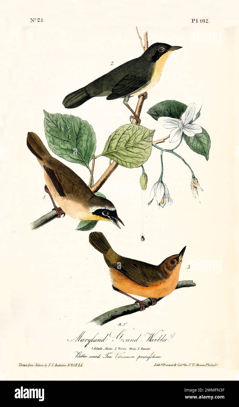Tre pale Maryland Ground-Warblers tra i fiori Viburnum; il layout triangolare dinamico migliora l'armonia visiva. Di J.J. Audubon: Birds of America, 1840 Foto Stock
