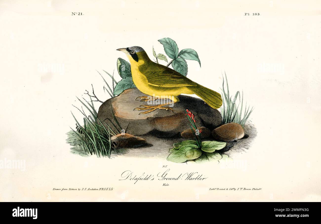 Il Ground-Warbler di Delafield è allertato su una roccia muschiata, incorniciata da foglie e pietre morbide. Di J.J. Audubon: Birds of America, 1840 Foto Stock