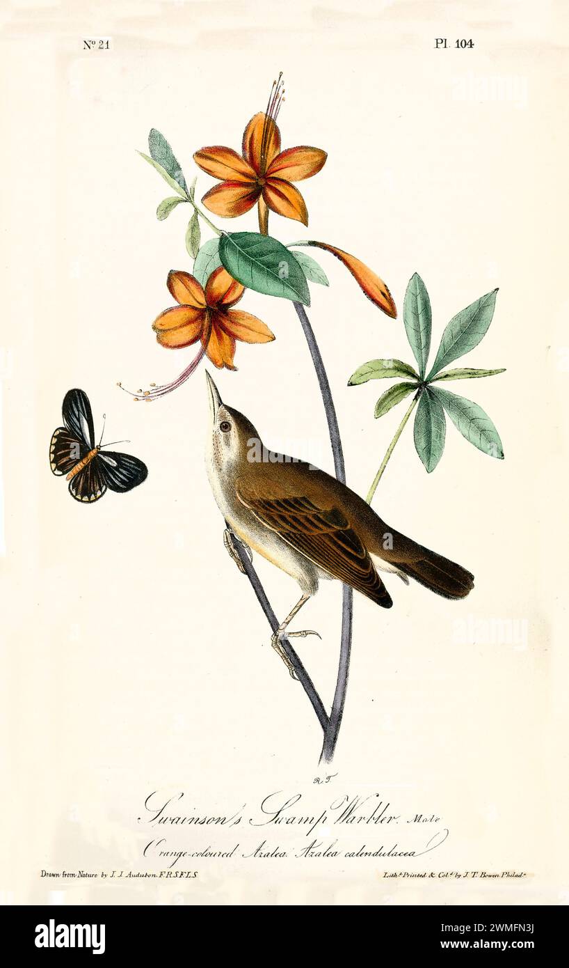 Swainson's Swamp-Warbler accanto alle vivaci azalee arancioni e a una farfalla in un layout diagonale dinamico. Di J.J. Audubon: Birds of America, 1840 Foto Stock