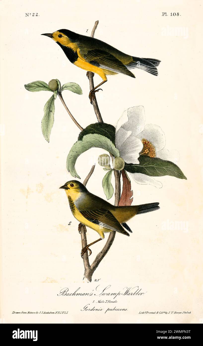 Palude di Bachman, uomo e donna, che si aprono sulla fioritura di Gordonia, creando un grazioso flusso a forma Di S. Di J.J. Audubon: Birds of America, 1840 Foto Stock