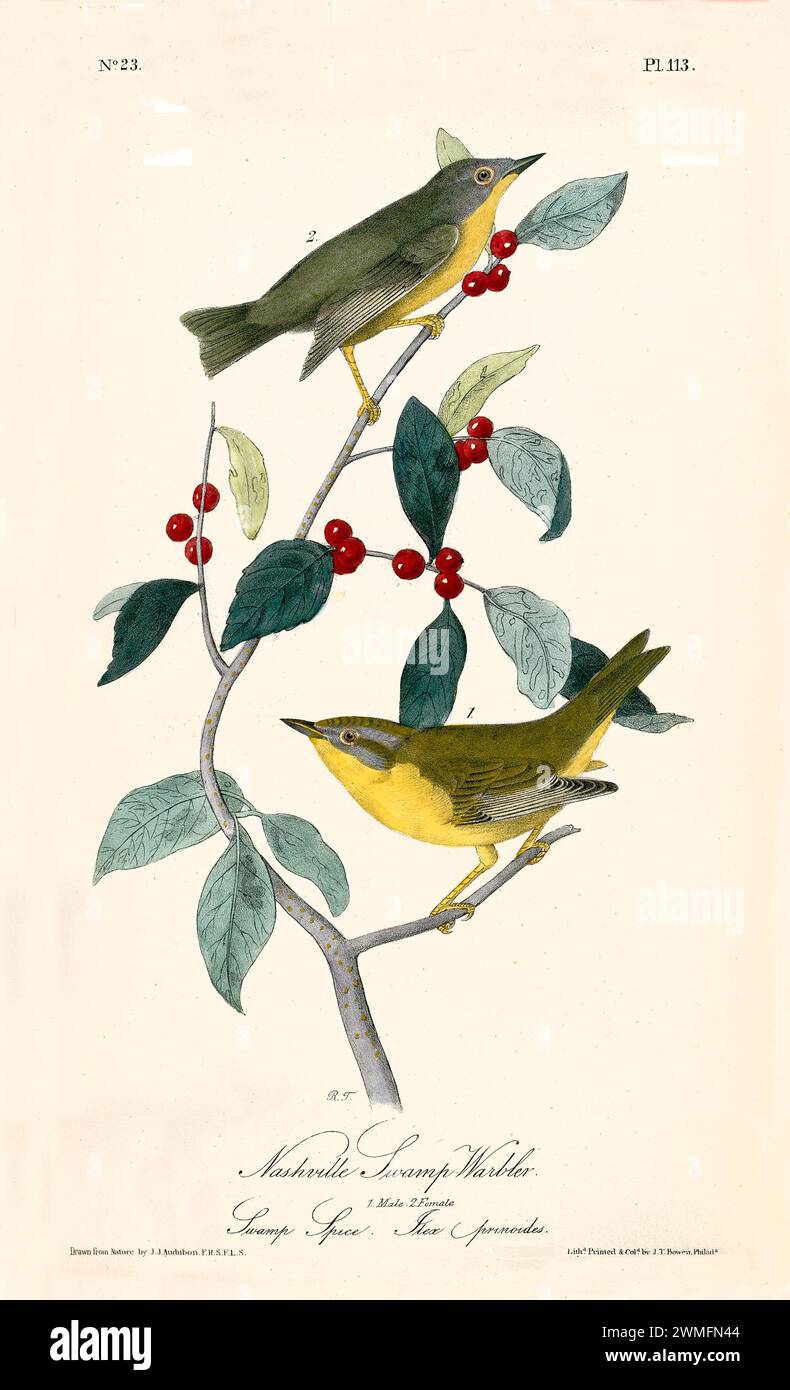 Le paludi di Nashville-Warblers si aprono tra bacche rosse e foglie blu-verdi in un armonioso flusso verticale. Di J.J. Audubon: Birds of America, 1840 Foto Stock