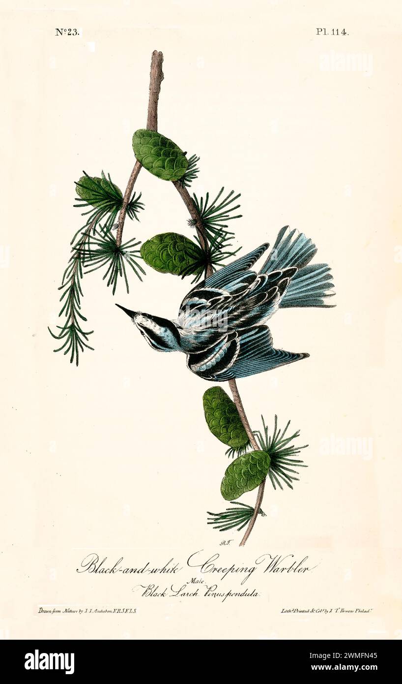 Warbler maschio strisciante in bianco e nero sul ramo Black Larch, un elegante studio verticale del portamento aviario. Di J.J. Audubon: Birds of America, 1840 Foto Stock