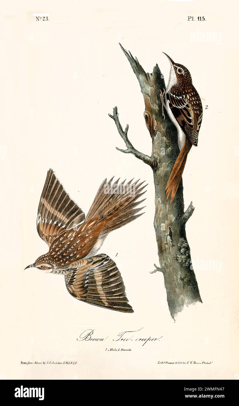Brown Tree-Creeper maschio e femmina sulla corteccia con ali sparse in dettagli dinamici. Uno studio in movimento. Di J.J. Audubon: Birds of America, 1840 Foto Stock Brown Tree-Creeper maschio e femmina sulla corteccia con ali sparse in dettagli dinamici. Uno studio in movimento. Di J.J. Audubon: Birds of America, 1840 Foto Stock