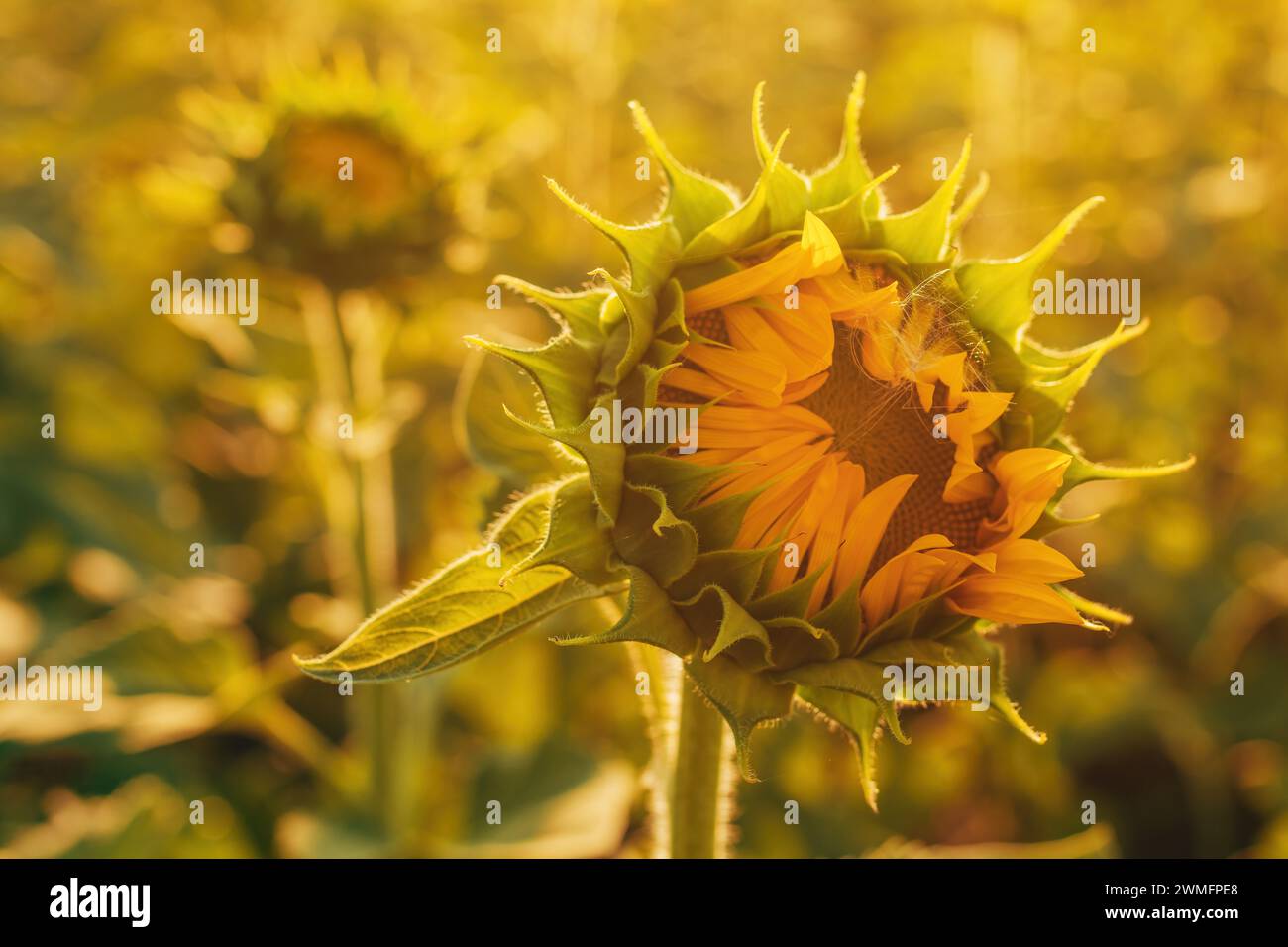 Testa di girasole aperta in campo coltivato in estate, attenzione selettiva Foto Stock