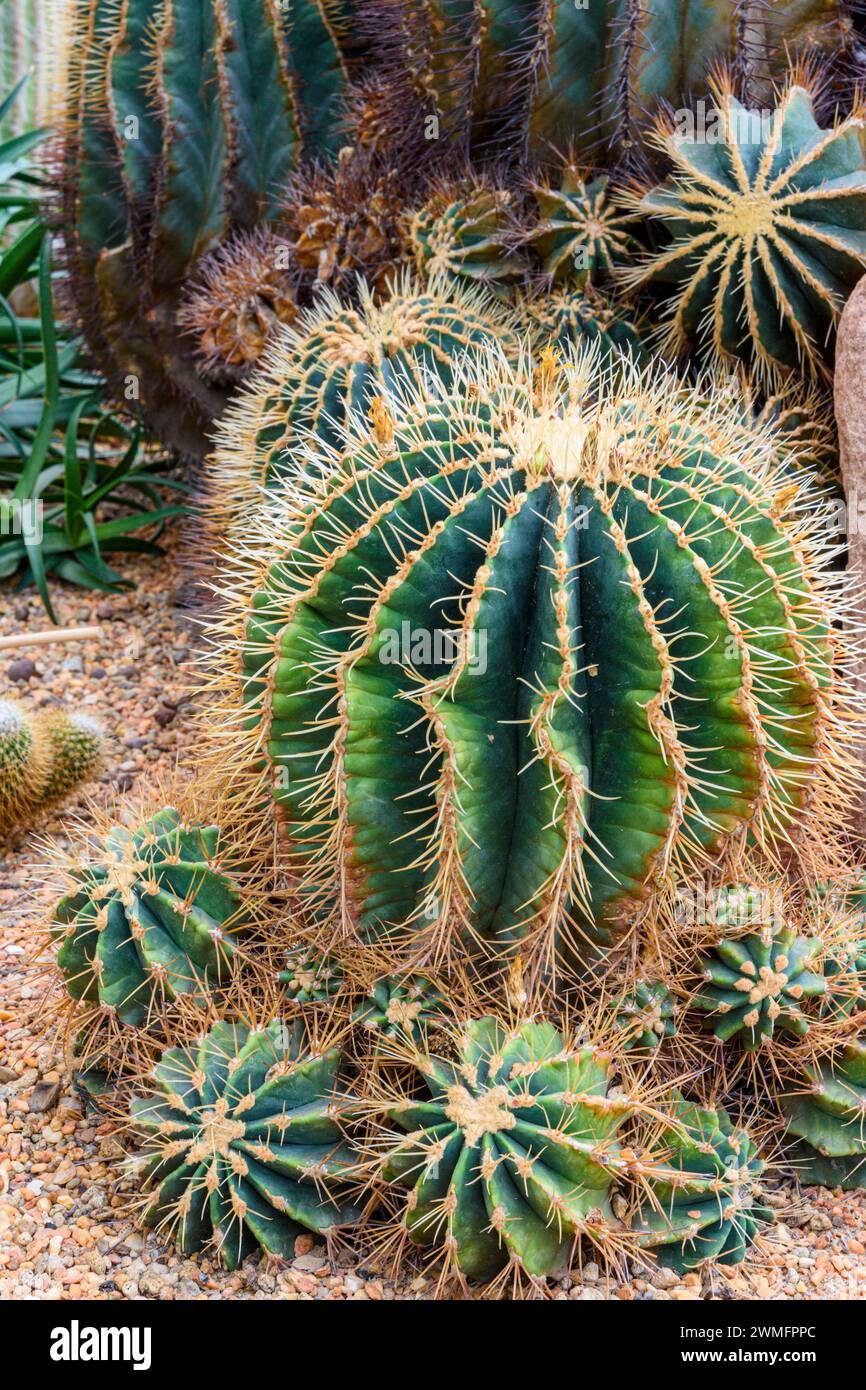 Cactus in un letto da giardino al Flower Dome, Gardens by the Bay, Singapore Foto Stock