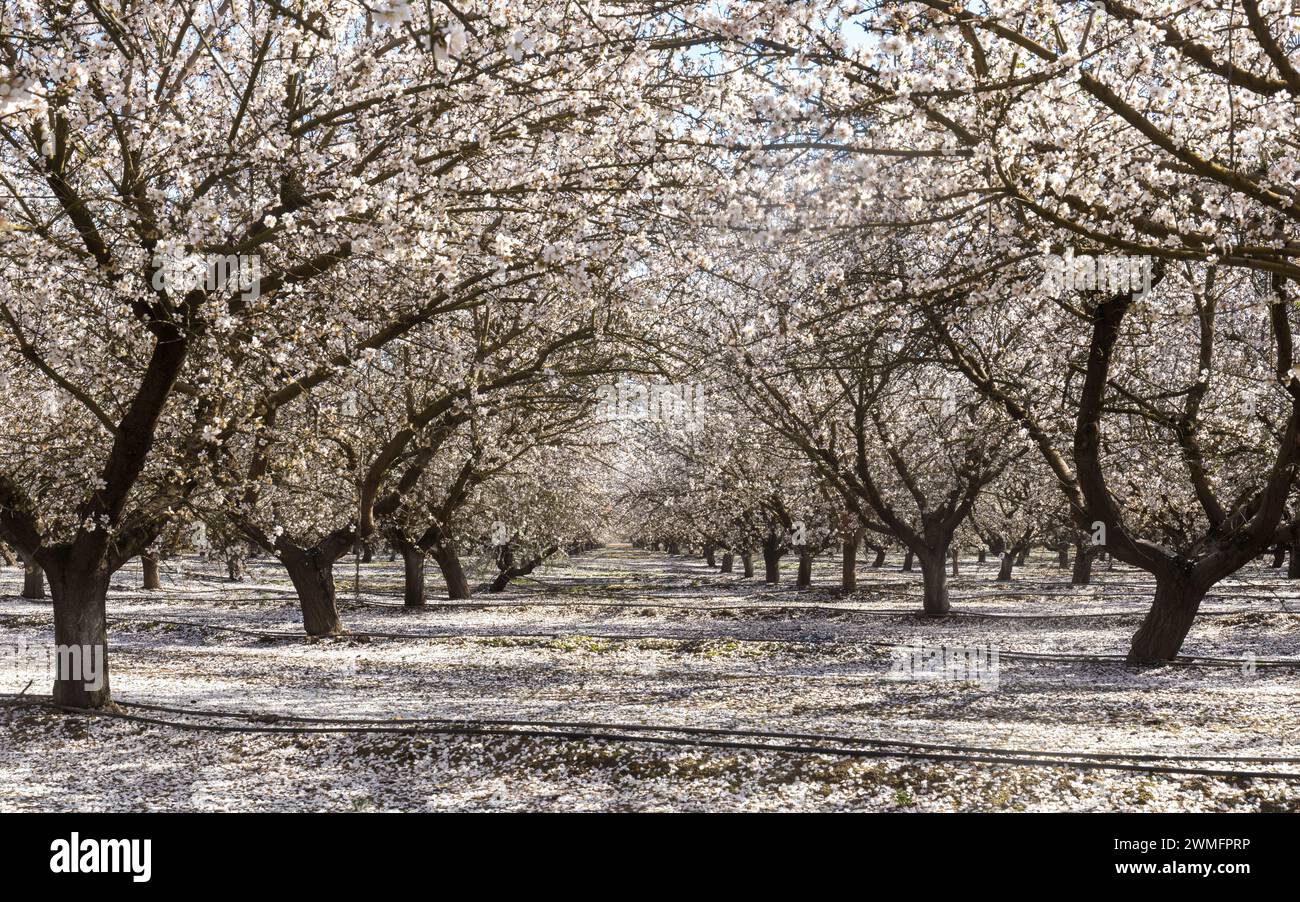 Almond Blossom a Modesto, Stanislaus County, California. Foto Stock
