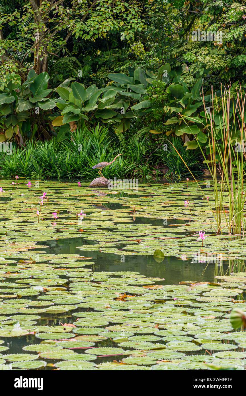 Un Heron viola nelle zone umide di Kingfisher a Gardens by the Bay, Singapore Foto Stock