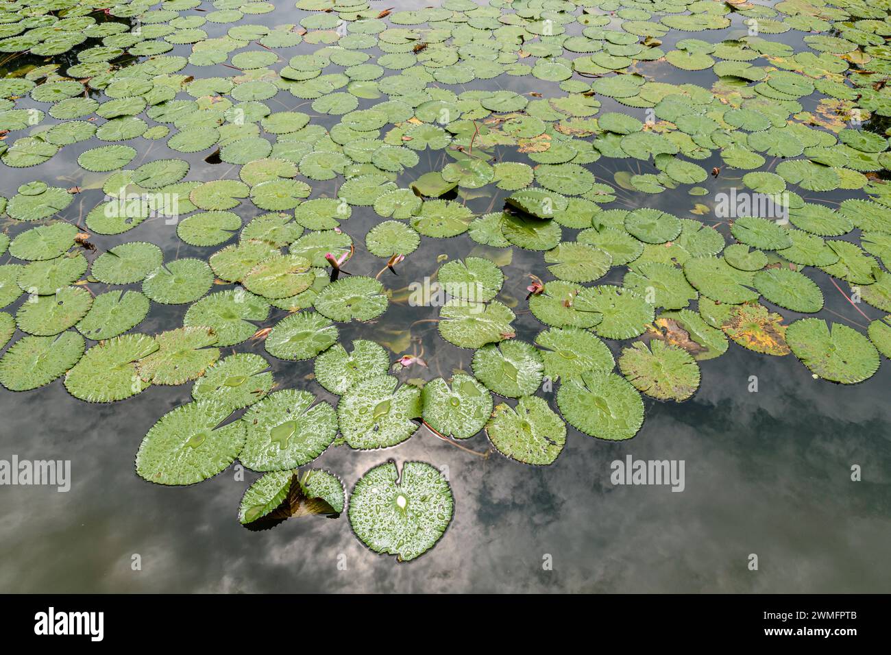 Laghetto Water Lilly nelle zone umide di Kingfisher a Gardens by the Bay, Singapore Foto Stock