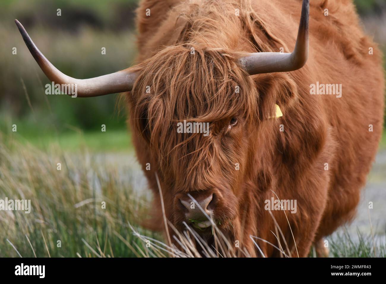 I caratteristici capelli lunghi della mucca delle Highland li mantengono caldi in inverno, proteggono gli occhi dalle mosche e contribuiscono al loro aspetto mozzafiato Foto Stock