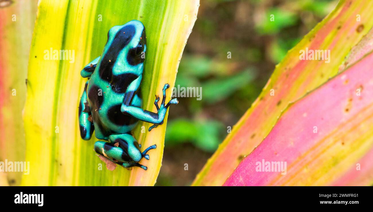 Rana velenosa verde e nera, Dendrobates auratus, foresta pluviale tropicale, Boca Tapada, provincia di Alajuela, costa Rica, America Foto Stock