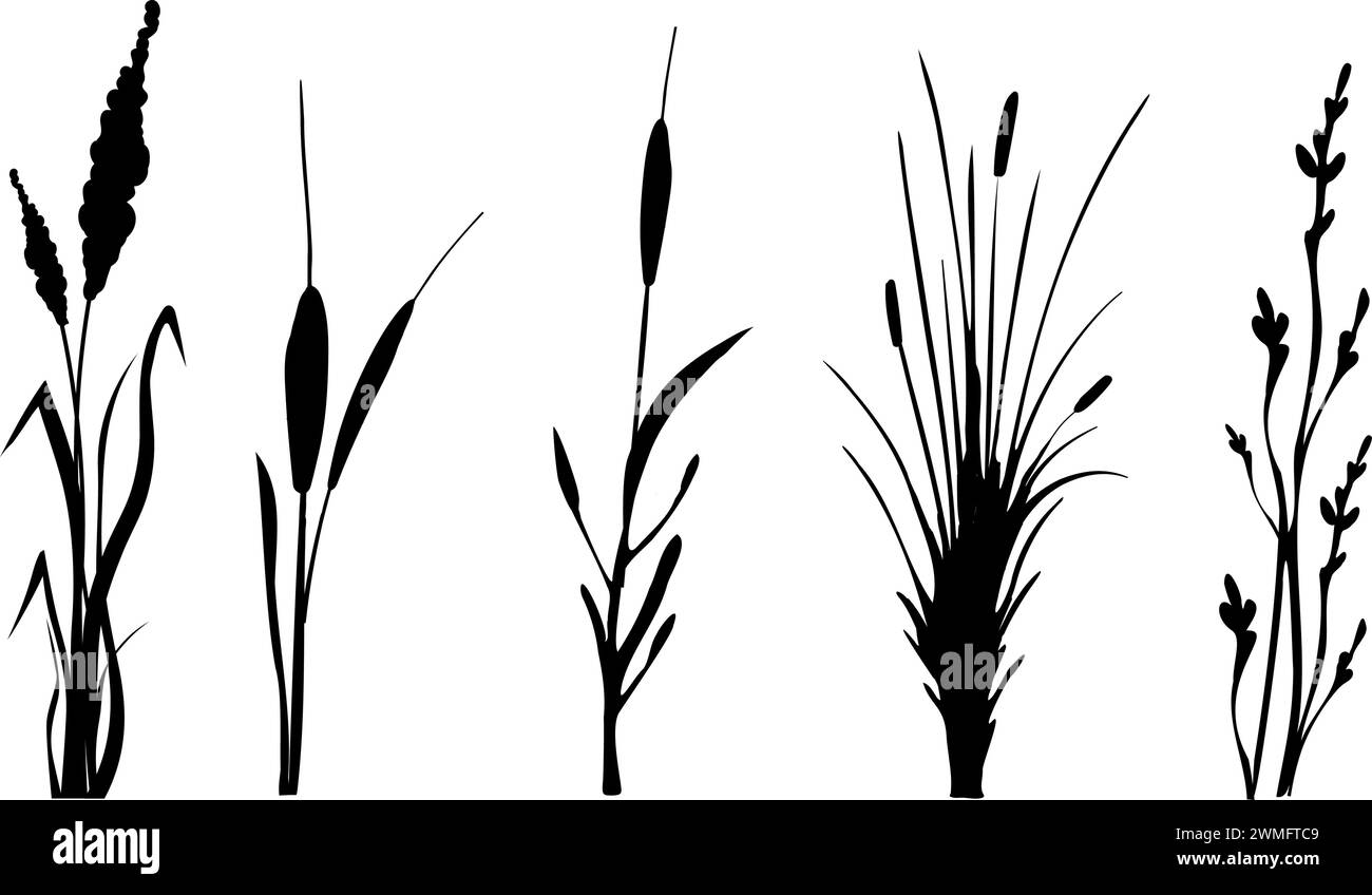 Sagoma grafica in erba nera.immagine di una canna monocromatica, erba o bulrush su sfondo bianco.disegno vettoriale isolato. Illustrazione Vettoriale