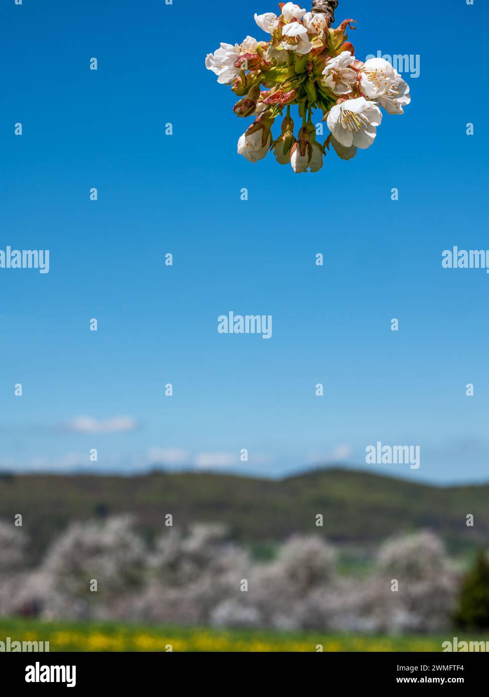 Primo piano di un ramo con fiori di ciliegio di fronte a un paesaggio sfocato con alberi di ciliegio e cielo blu Foto Stock