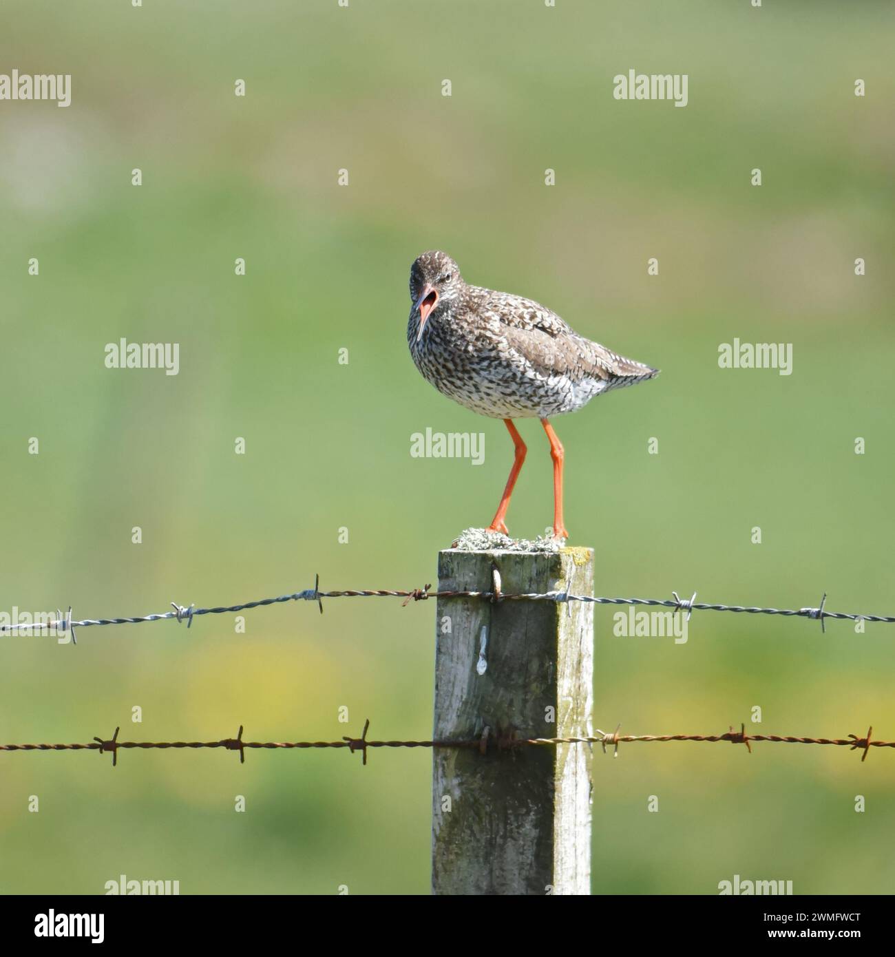 Il rossiccio comune o semplicemente rossiccio (Tringa totanus) nidificerà in qualsiasi zona umida, dai prati umidi alle paludi salate Foto Stock