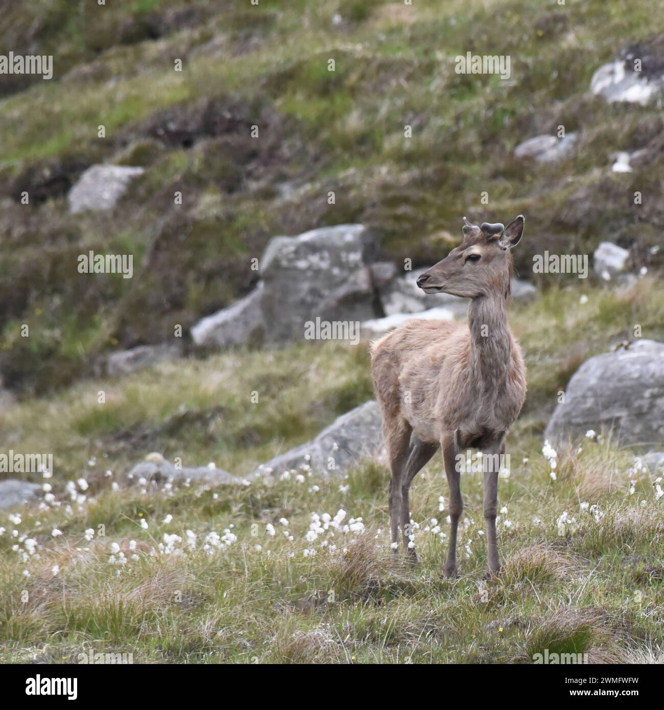 Giovane cervo rosso scozzese con palchi in velluto Foto Stock