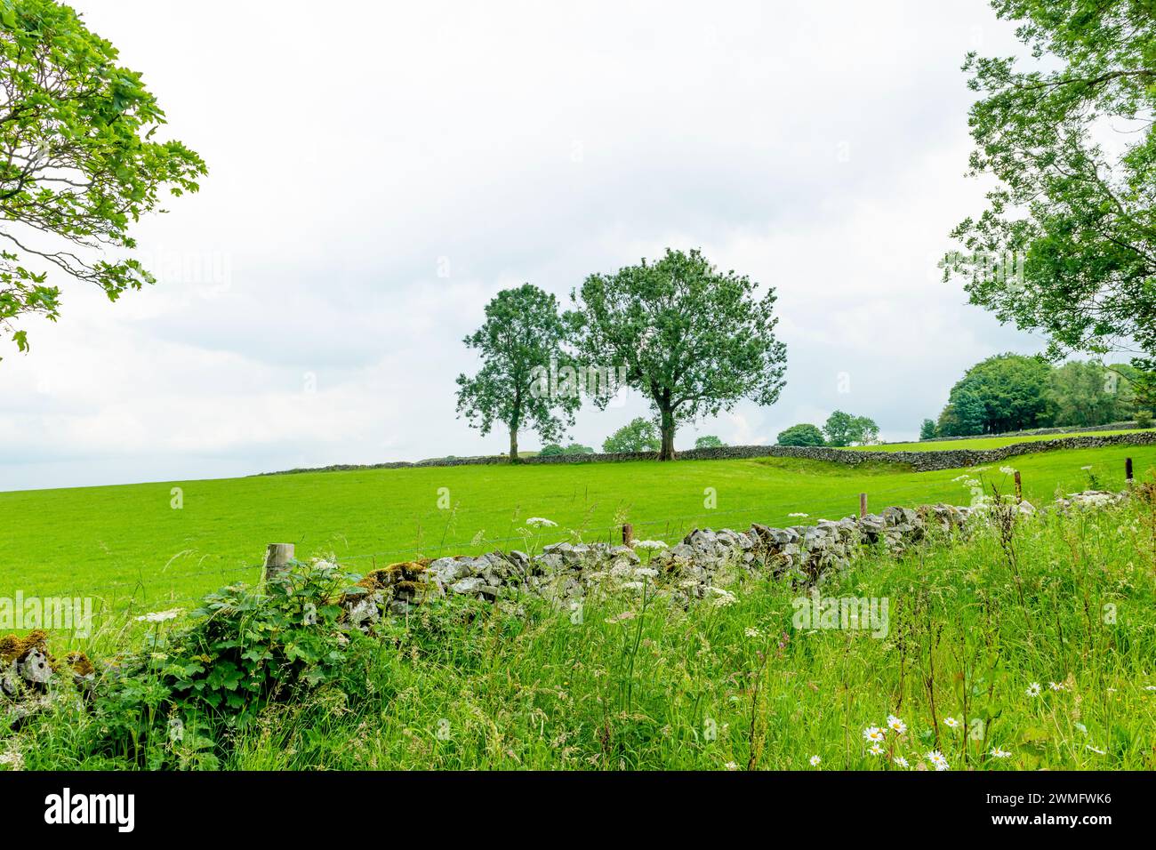 Tranquillità al suo meglio in questa immagine di un campo erboso, muro di pietra e due alberi alla fine di un prato delimitato da muri di pietra che creano una pace Foto Stock