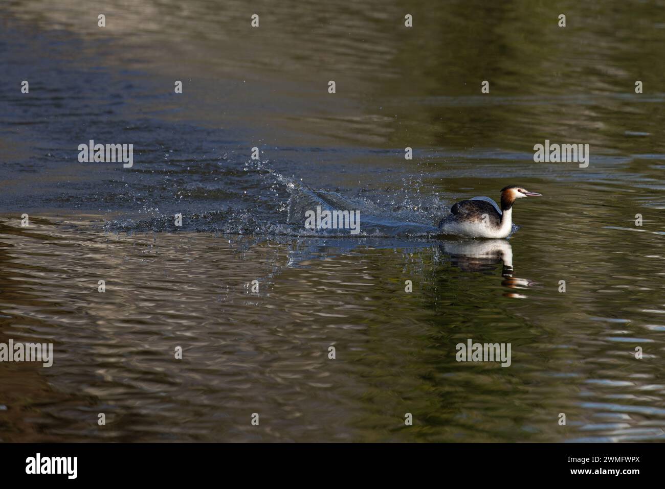 Great Crested Grebe (Podiceps Cristatus) volando e pagaiando lungo l'acqua per allontanarsi da un maschio del territorio Norfolk, febbraio 2024 Foto Stock
