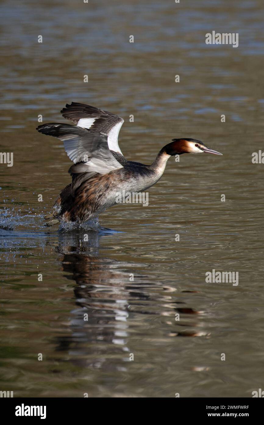 Great Crested Grebe (Podiceps Cristatus) volando e pagaiando lungo l'acqua per allontanarsi da un maschio del territorio Norfolk, febbraio 2024 Foto Stock